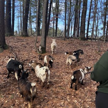 Harvard Alpaca Ranch - A walk through the woods with some friendly females. - Attraction Farms Near Me - Harvard, Massachusetts