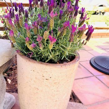 Piccadilly Grace - Lavenders - Coffee & Tea Near Me - South Pasadena, California