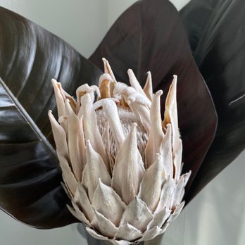 Studio Nectar - White Protea - Florists Near Me - Montclair, New Jersey