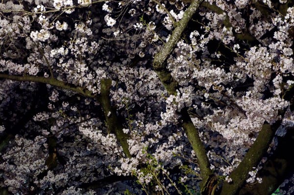 Kamon-yama Park by null