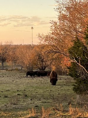 Chickasaw National Recreation Area by null