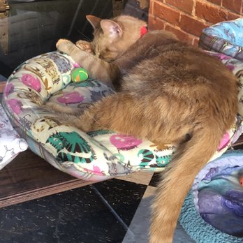 River Kitty Cat Cafe - Or you can nap in the window with your favorite toy - Themed Cafes Near Me - Evansville, Indiana