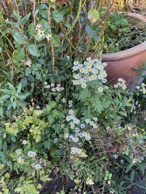 Potrero Hill Community Garden by null