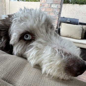 4 Paw Sitting - Pet Sitting Near Me 4 Paw Sitting - Pet Sitting Near Me