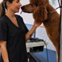 Doggone Classy Grooming