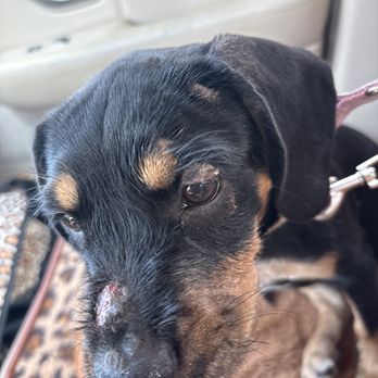 911 Vet Care - The ringworm spreading to her face - Veterinarians Near Me - Lancaster, California