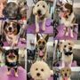 Photo of Cosmos Cuts Pet Grooming Boutique