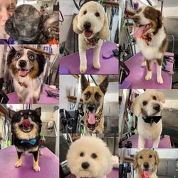 Cosmos Cuts Pet Grooming Boutique