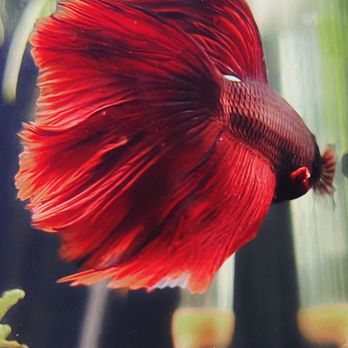 Rosemead Aquarium - Pet Stores Near Me - Rosemead, California