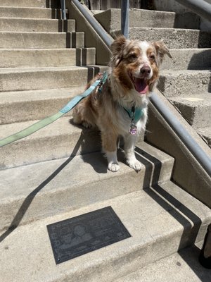 Music Box Stairs by null