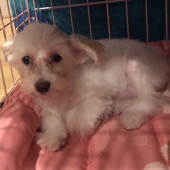 Vanity Pups - when we first took her home at 4 months old - Pet Sitting Near Me - Bayside, New York