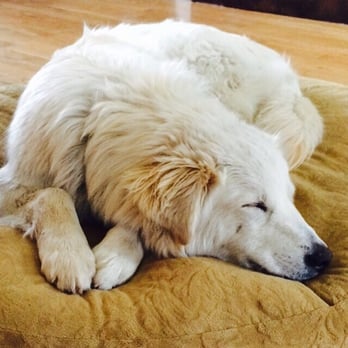 Westside Animal Clinic - Mack happy sleeping after the vet visit. - Veterinarians Near Me - Edmonton, Alberta Westside Animal Clinic - Mack happy sleeping after the vet visit. - Veterinarians Near Me - Edmonton, Alberta