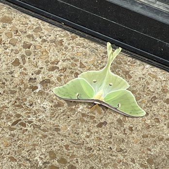 Hearts - Luna moth outside - Australian Near Me - Nashville, Tennessee Hearts - Luna moth outside - Australian Near Me - Nashville, Tennessee