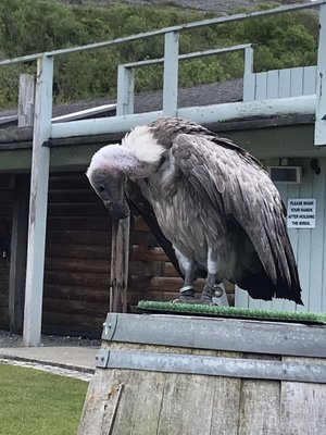 Aillwee Burren Experience by null