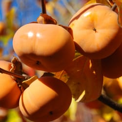 Ison's Nursery & Vineyard - Oriental Persimmon trees available at www.isons.com