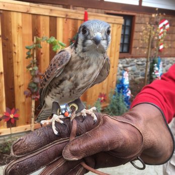 Orange County Zoo - Kestrel - Zoos Near Me - Orange, California