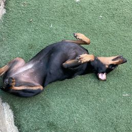Doggy Daycare!