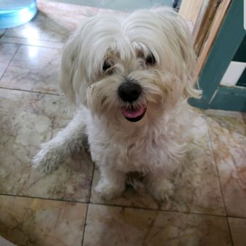 Royal Pets - Before his grooming, just a shaggy boy. - Pet Groomers Near Me