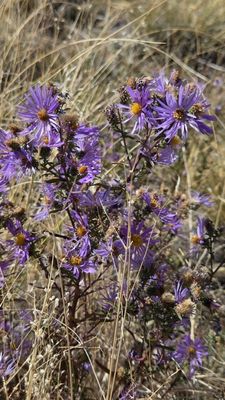 Piñon Flats Campground by null