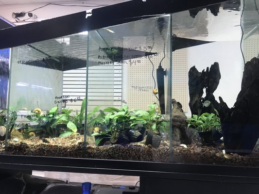 Three Little Fish by null