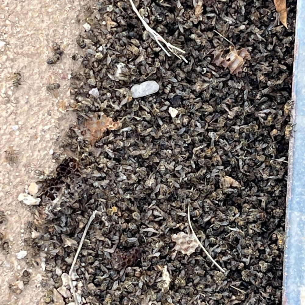 Gonzalez Crane Service - This is a pile of dead bees from this week, they just keep returning and it takes about 5-6 days for them all to die - Crane Services Near Me Gonzalez Crane Service - This is a pile of dead bees from this week, they just keep returning and it takes about 5-6 days for them all to die - Crane Services Near Me