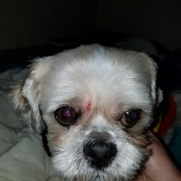 Yup, definitely some damage there. Some below his eye too. Yup, definitely some damage there. Some below his eye too.