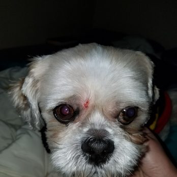 Grateful Dogs - Yup, definitely some damage there. Some below his eye too. - Pet Groomers Near Me - Lacey, Washington Grateful Dogs - Yup, definitely some damage there. Some below his eye too. - Pet Groomers Near Me - Lacey, Washington