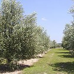 Bella Vista Ranch