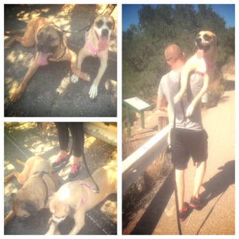 Little Angels Service Dogs - Delilah on our first hike- she didn't do so hot the first time around but dad carried her and she loved it! - Pet Training Near Me - Jamul, California Little Angels Service Dogs - Delilah on our first hike- she didn't do so hot the first time around but dad carried her and she loved it! - Pet Training Near Me - Jamul, California