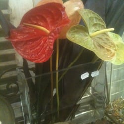 L'Atelier Floral - Anthurium
