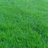 Landscaping 365 gift card