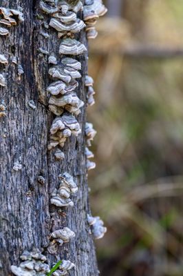 Pinnacles National Park by null