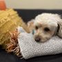 Wailea Dog Retreat and Boarding