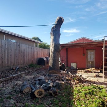 Urban Tree Care - The last main piece - Tree Services Near Me Urban Tree Care - The last main piece - Tree Services Near Me