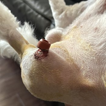 UC Davis Veterinary Teaching Hospital - rear left limb: rubber was dislodged - Veterinarians Near Me - Davis, California