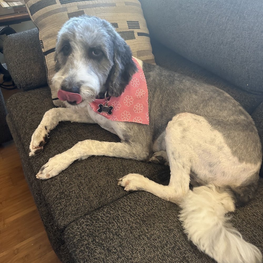 Pin Up Pets - Pet Groomers Near Me - Chandler, Arizona Pin Up Pets - Pet Groomers Near Me - Chandler, Arizona