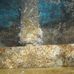 Cooke Diving Services - Trim tab before