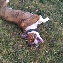 F & L Pet Resort - Daycare Play w/pics on FB, Free with Daycare