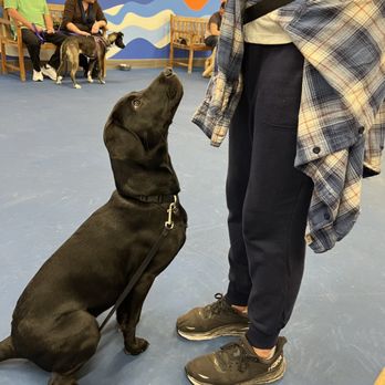 Kindred Spirits Canine Education Center - Karin teaching her how to catch. - Pet Training Near Me - Vista, California