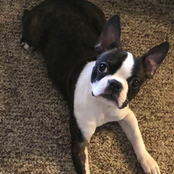 Clip-n-clean - My baby - Pet Groomers Near Me - Anderson, Indiana