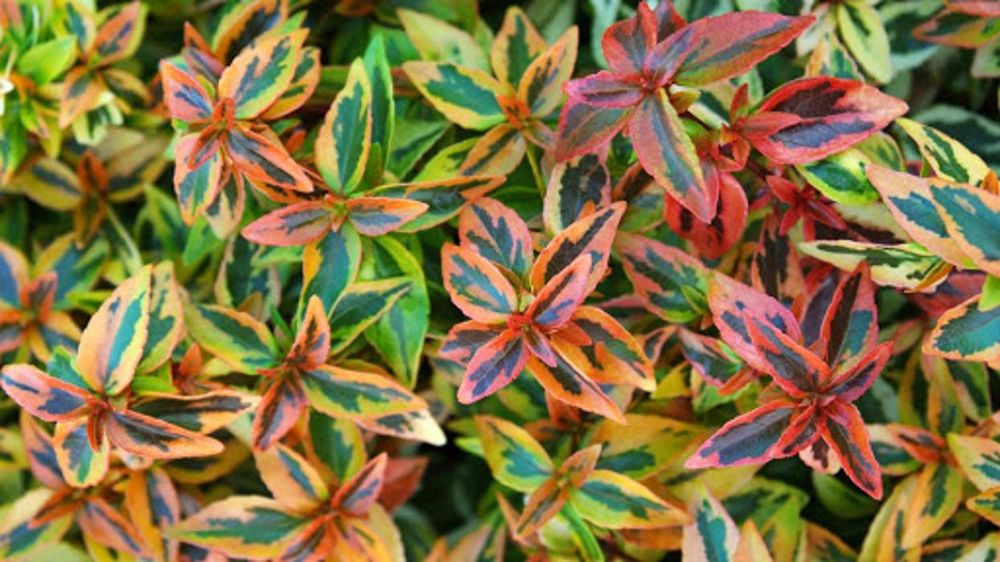 Beaver's Tree And Landscape - tree service in Wichita, KS