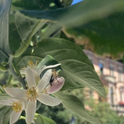 L'Osteria - Lemon Tree