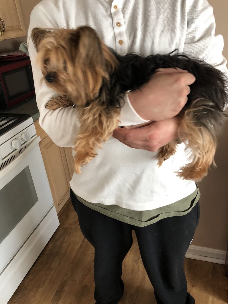 AJ’S FURRY FRIENDS MOBILE PET GROOMING Updated September 2024 68