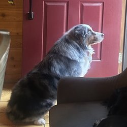Kim's Pampered Pets - Happy Bentley.... Being himself