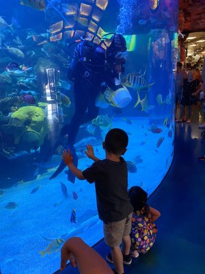 The Aquarium at Silverton Casino by null