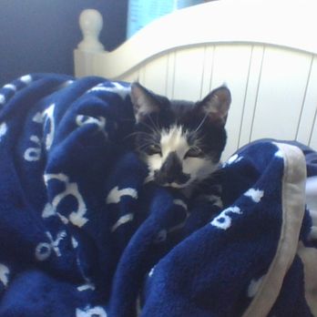 Afghan Burrito - Burrtio cat - Mexican Near Me - Berkeley, California Afghan Burrito - Burrtio cat - Mexican Near Me - Berkeley, California