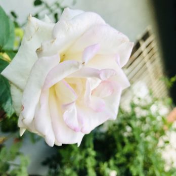Macias Landscape - Rose bush garden - Landscaping Near Me Macias Landscape - Rose bush garden - Landscaping Near Me