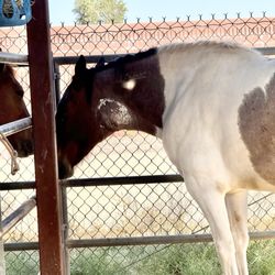 Sunrise Farms - This is my friends horse who contracted strangles from another horse and foal when the afterbirth was left in the stall