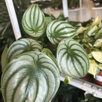 Flora - Nurseries & Gardening Near Me - Nashville, Tennessee Flora - Nurseries & Gardening Near Me - Nashville, Tennessee
