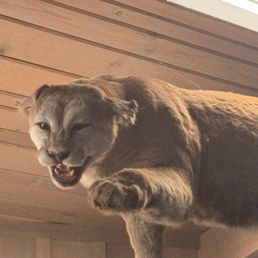 Puma Puma